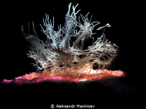 Ghost Nudibranch
Romblon Island, Philippines by Aleksandr Marinicev 